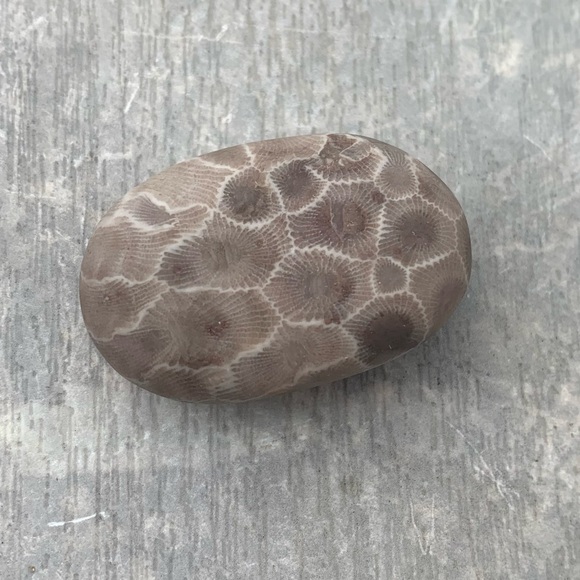 Petoskey stone - Picture 1 of 6